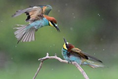 Vechtende Bijeneters