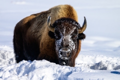 FGB-Website-Yellowstone-DSC_0058
