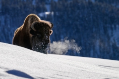 FGB-Website-Yellowstone-DSC_0613