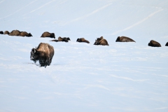 FGB-Website-Yellowstone-DSC_0753