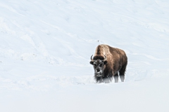 FGB-Website-Yellowstone-DSC_0796