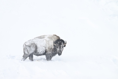 FGB-Website-Yellowstone-DSC_1686