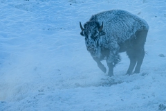 FGB-Website-Yellowstone-DSC_2037