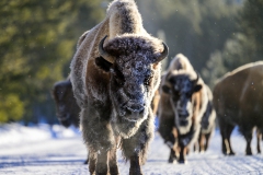 FGB-Website-Yellowstone-DSC_2545