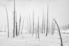 FGB-Website-Yellowstone-DSC_2859