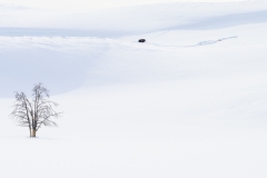FGB-Website-Yellowstone-DSC_3157