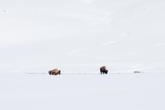 FGB-Website-Yellowstone-DSC_3161
