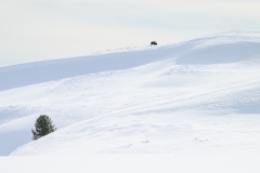FGB-Website-Yellowstone-DSC_3166