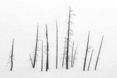 FGB-Website-Yellowstone-DSC_7154