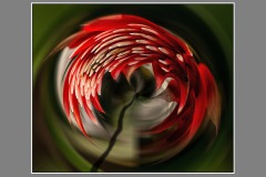 Guzmania_3_Klein-Costa-Rica_05_22_132_vs2