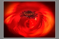 Papaver-rhoeas__Rith_06_22_42_vs2-kopie