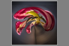 Tulipani_05_22_119_vs2-kopie