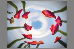 Tulpentuin_pool_3
